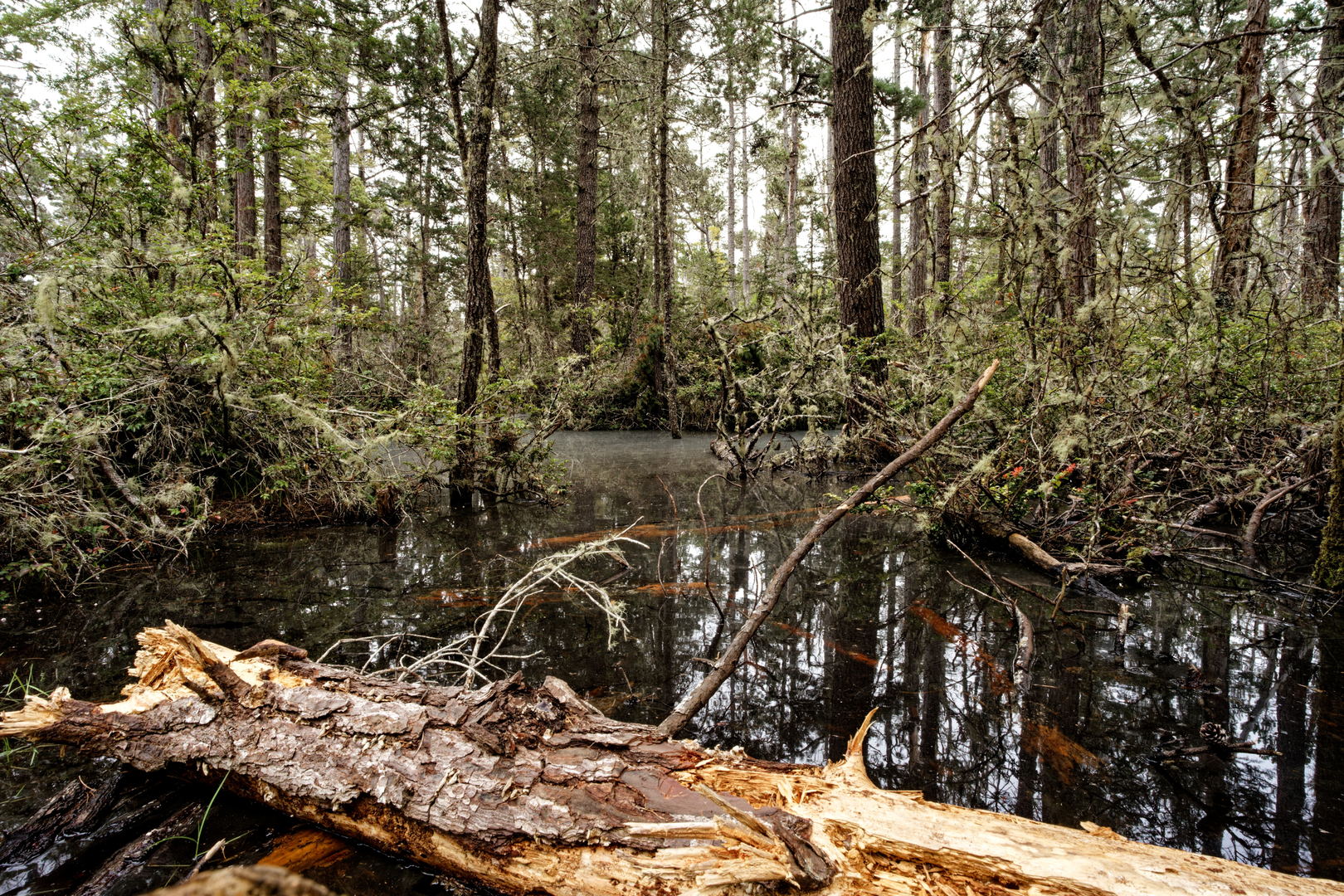 An image depicting the trail Fern Canyon Loop Trail and its surrounding area.