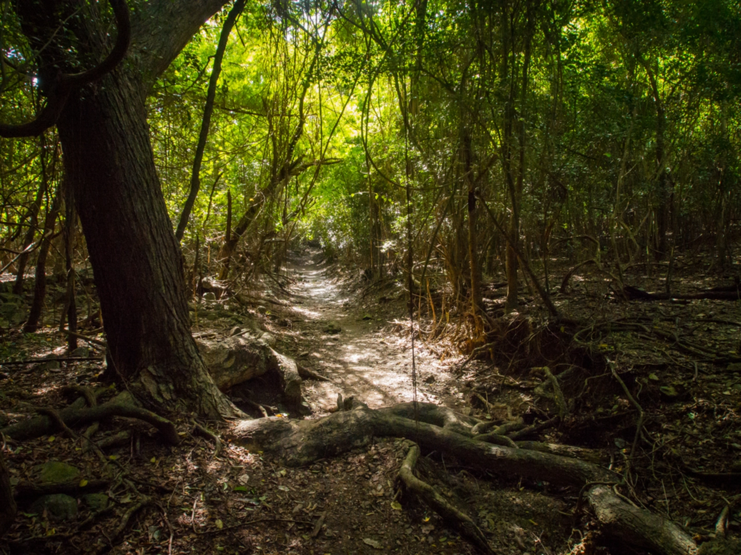 An image depicting the trail Reef Bay Trail and its surrounding area.
