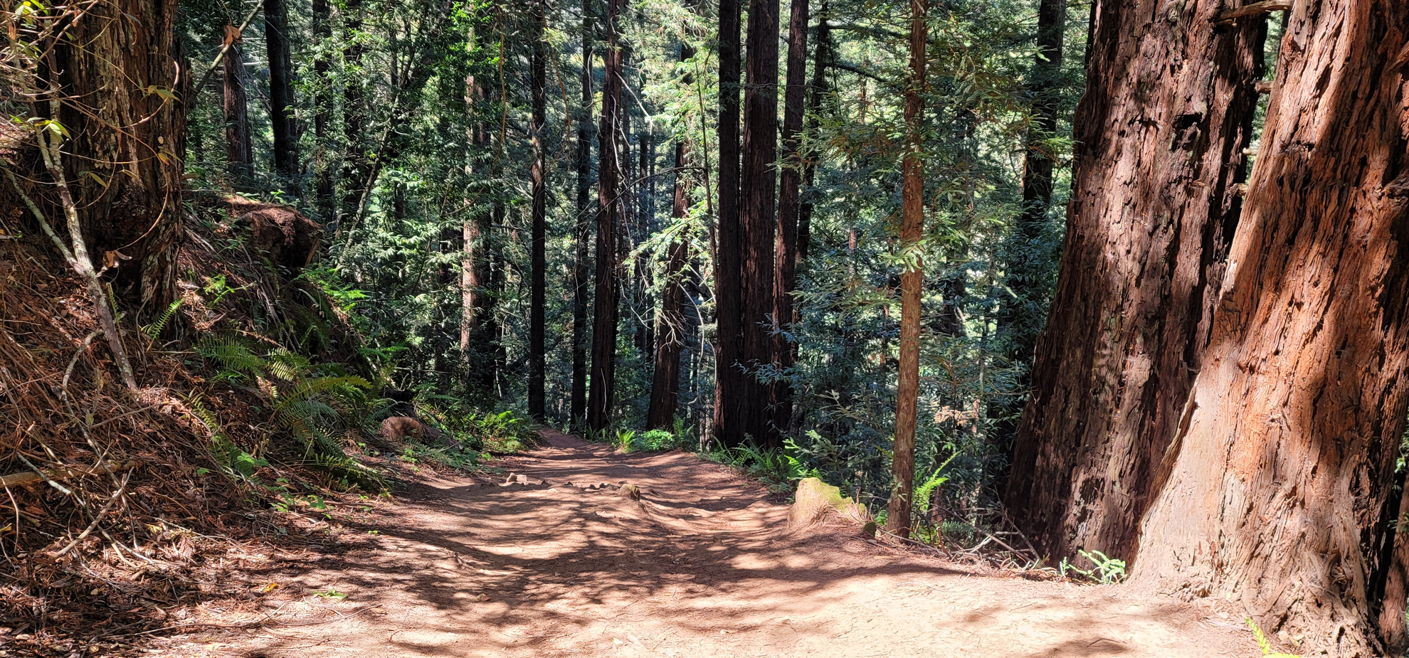 An image depicting the trail Redwood Creek - West Ridge Loop Trail and its surrounding area.