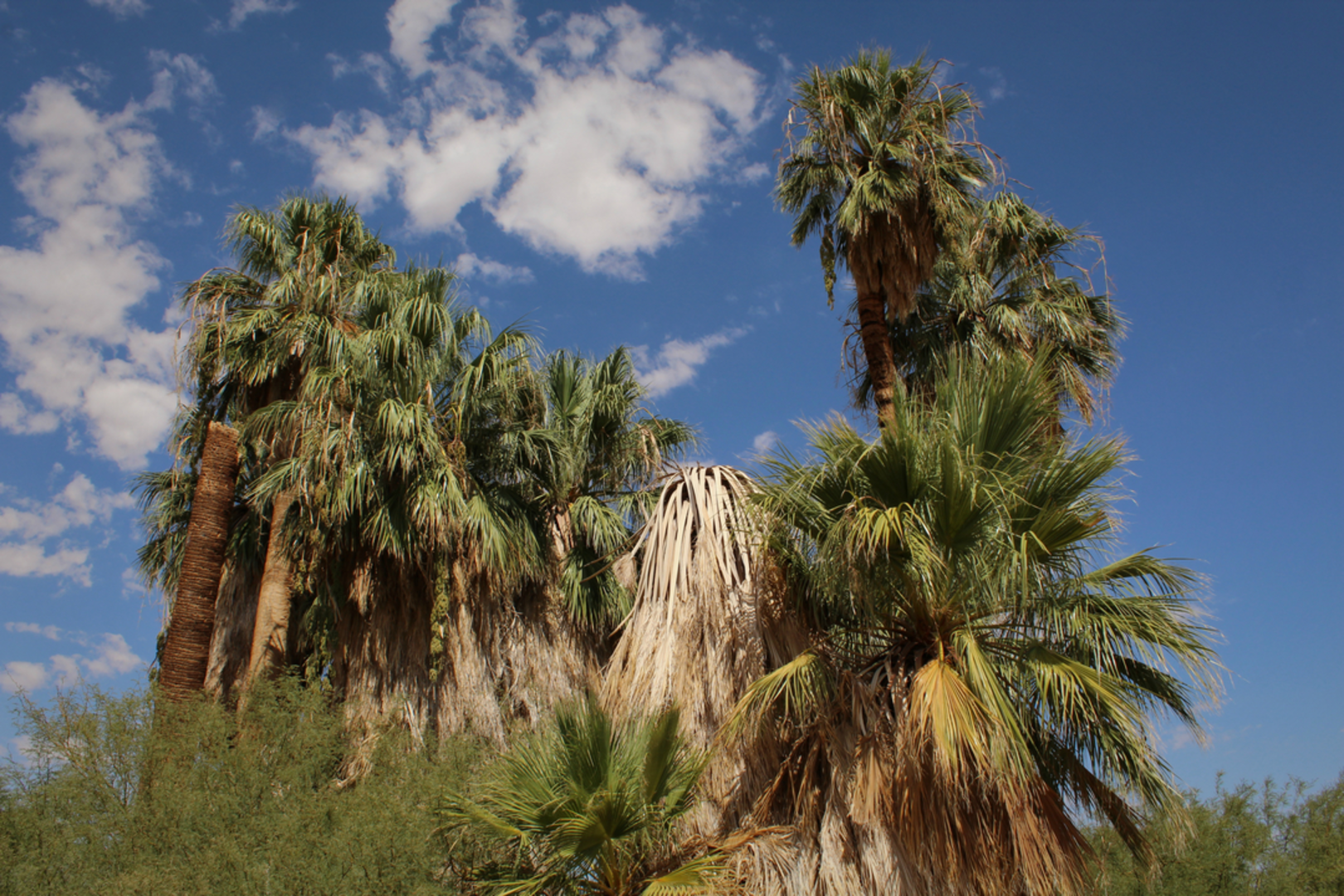 An image depicting the trail Oasis of Mara Trail and its surrounding area.