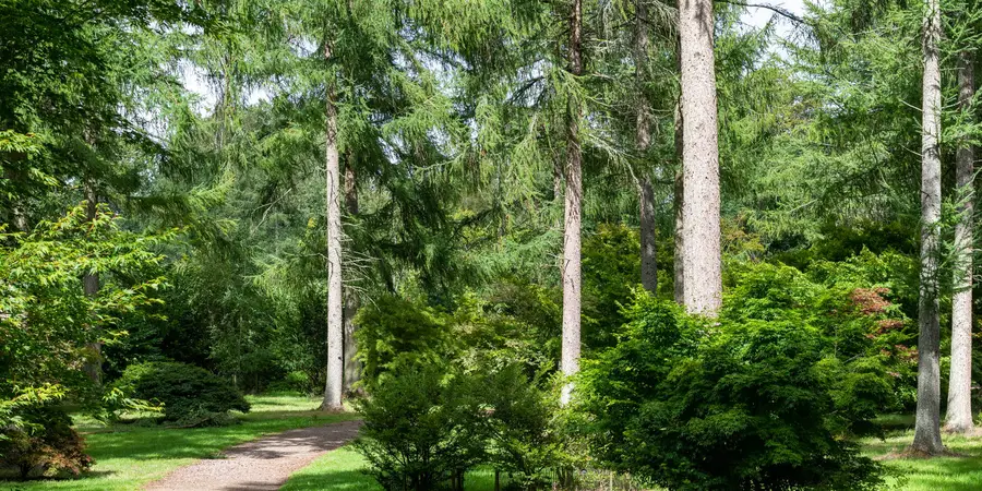 Westonbirt Arboretum from Tetbury