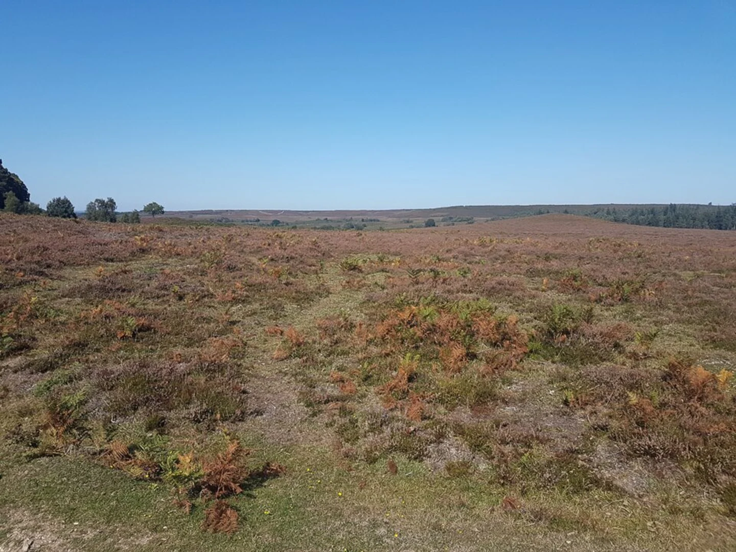 Howen Busehes, Freeworms Hill and Hallickshole Hill Walk | Hampshire