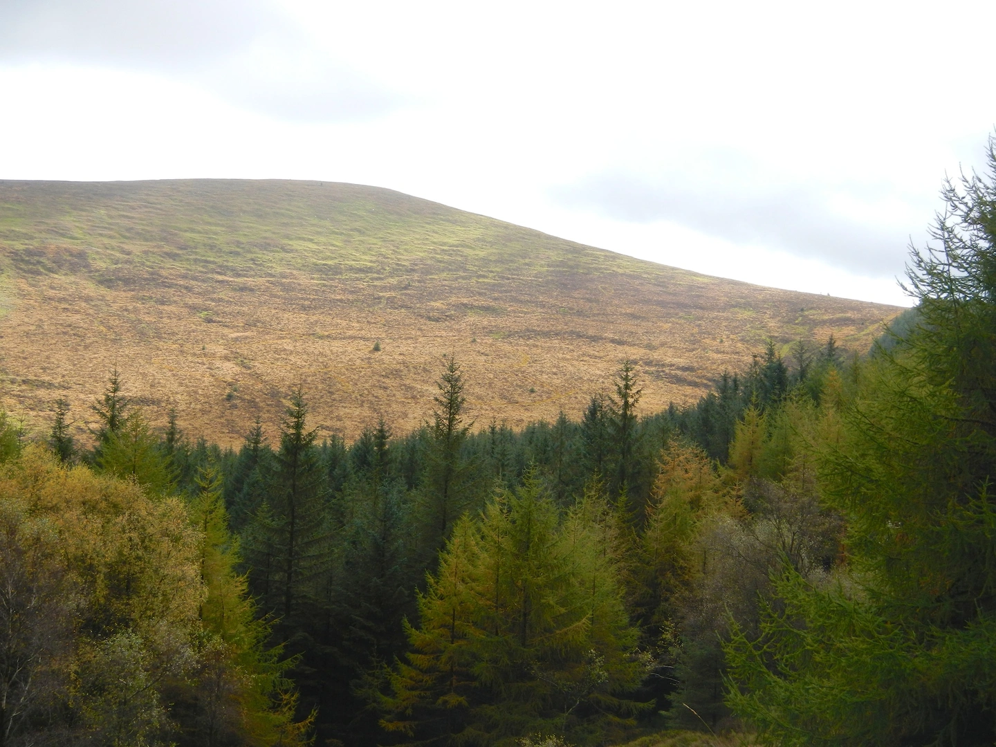 An image depicting the trail Drumgoff Forest Car Park - Mountain Access Route and its surrounding area.