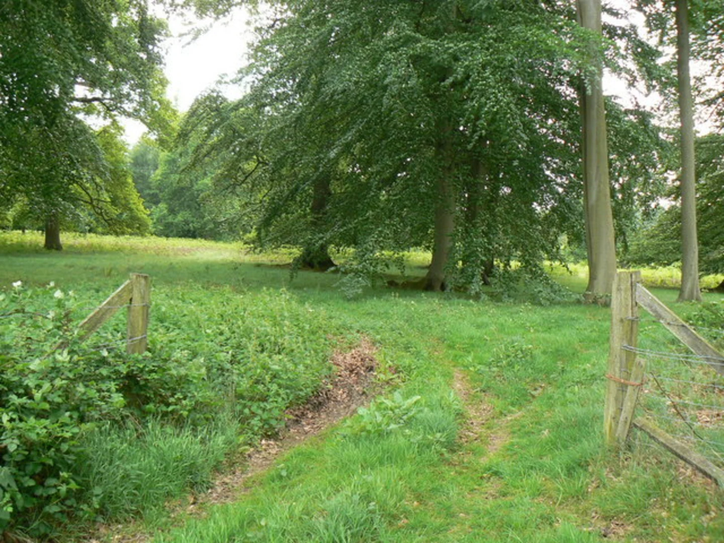 An image depicting the trail Swallick Wood, Whinkney's Copse and Park Copse Walk and its surrounding area.