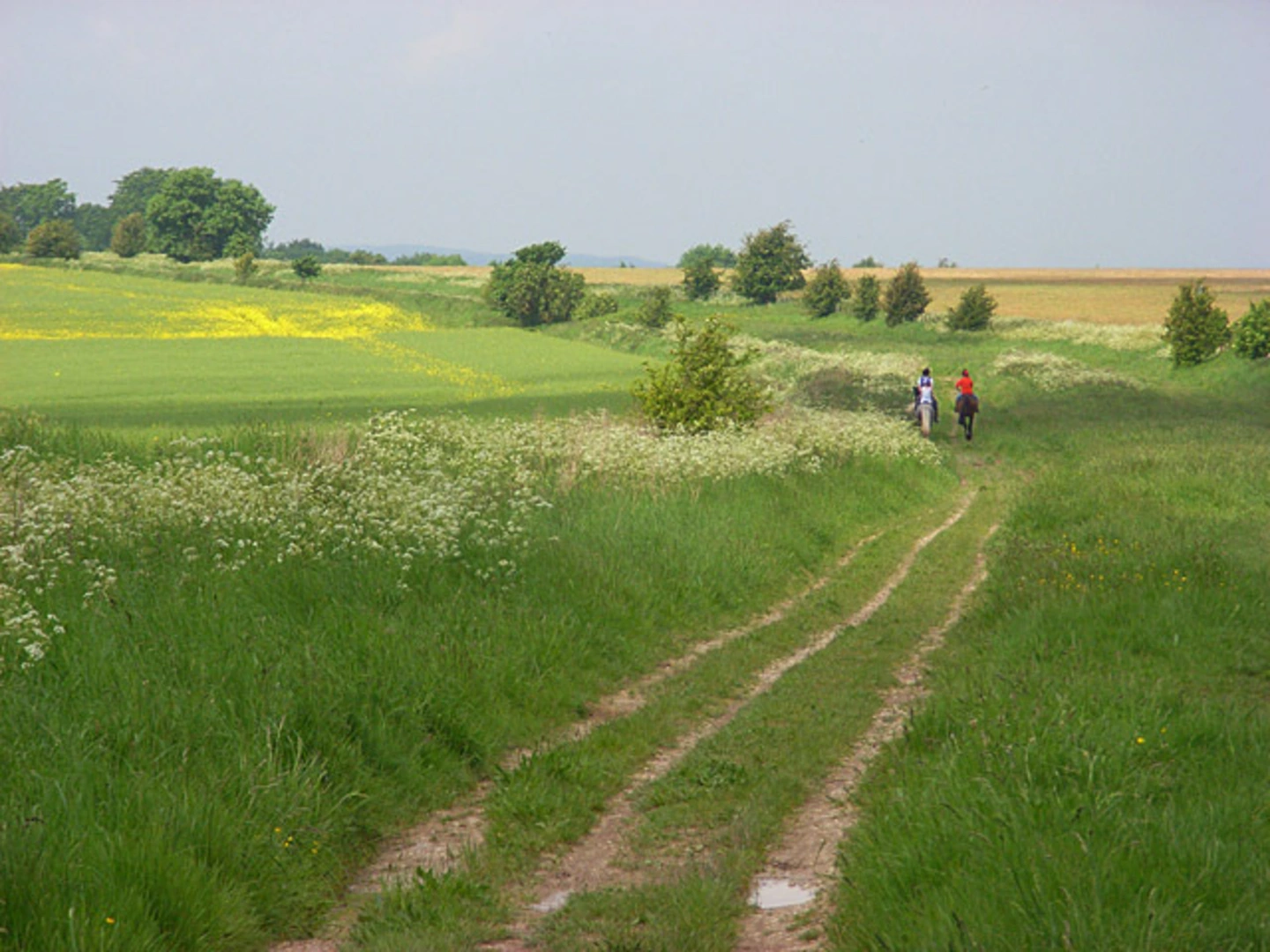 An image depicting the trail East Hendred Loop and its surrounding area.