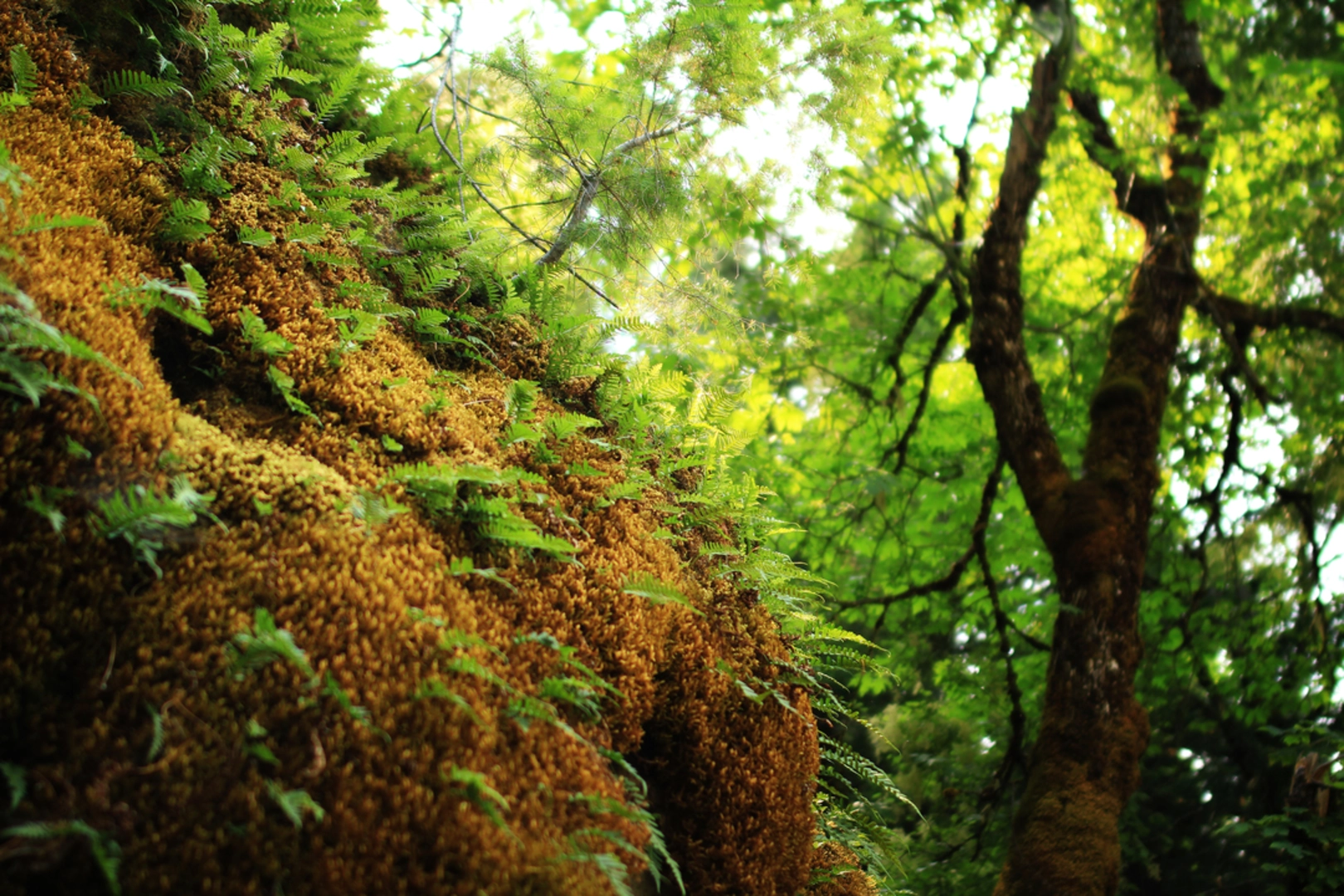 An image depicting the trail Lake Mountain via Big Tree Trail and its surrounding area.
