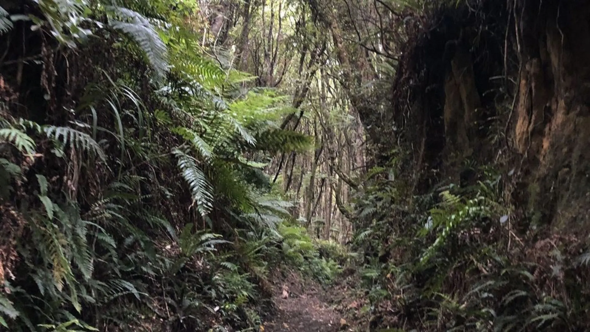 An image depicting the trail Long Hilly - Round Hill - Walking Track and its surrounding area.