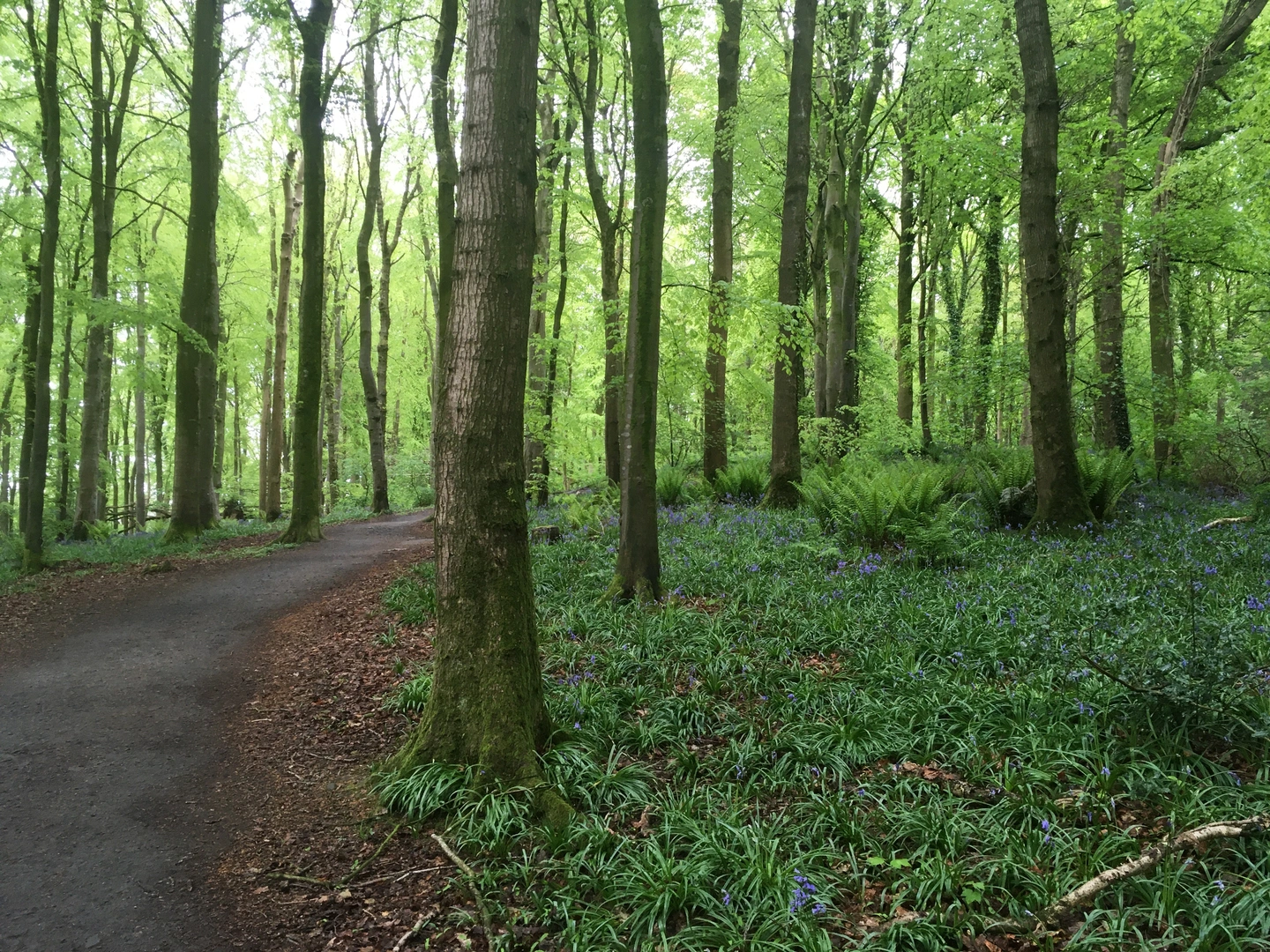 An image depicting the trail Knockbarron Wood - Eco Walk and its surrounding area.