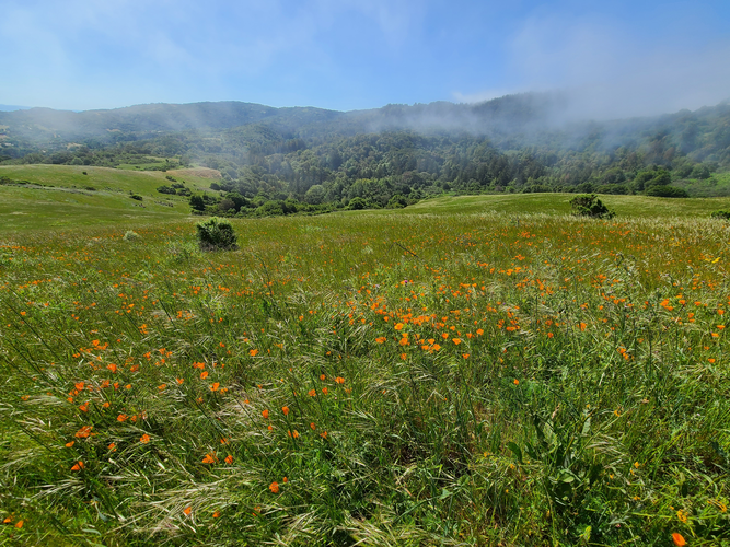 Windy Hill via Hamms Gulch Trail