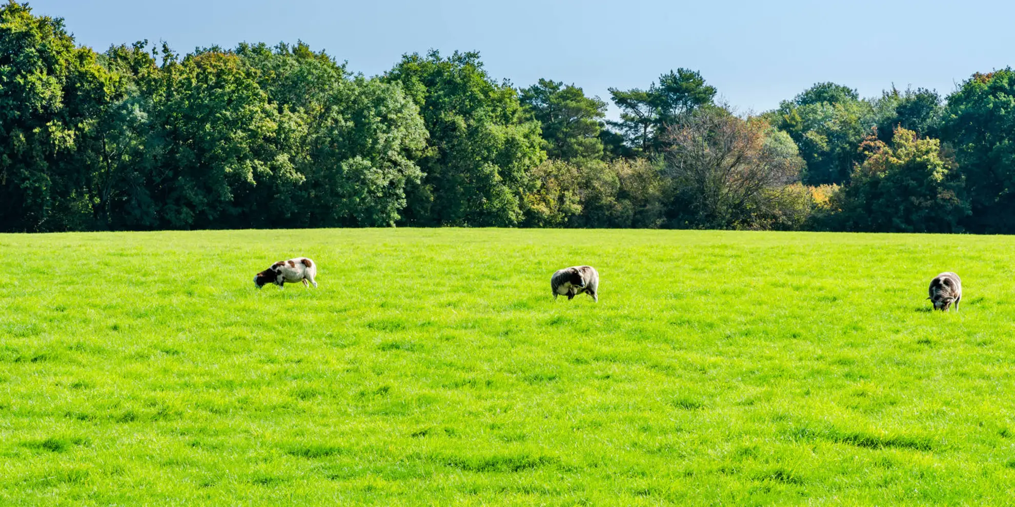An image depicting the trail Dunstable Downs Circular and its surrounding area.