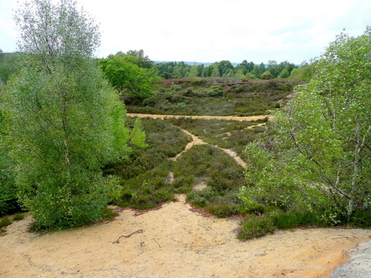 Bordon Inclosure Loop | Hampshire | England