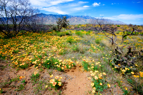 Grand Enchantment Trail