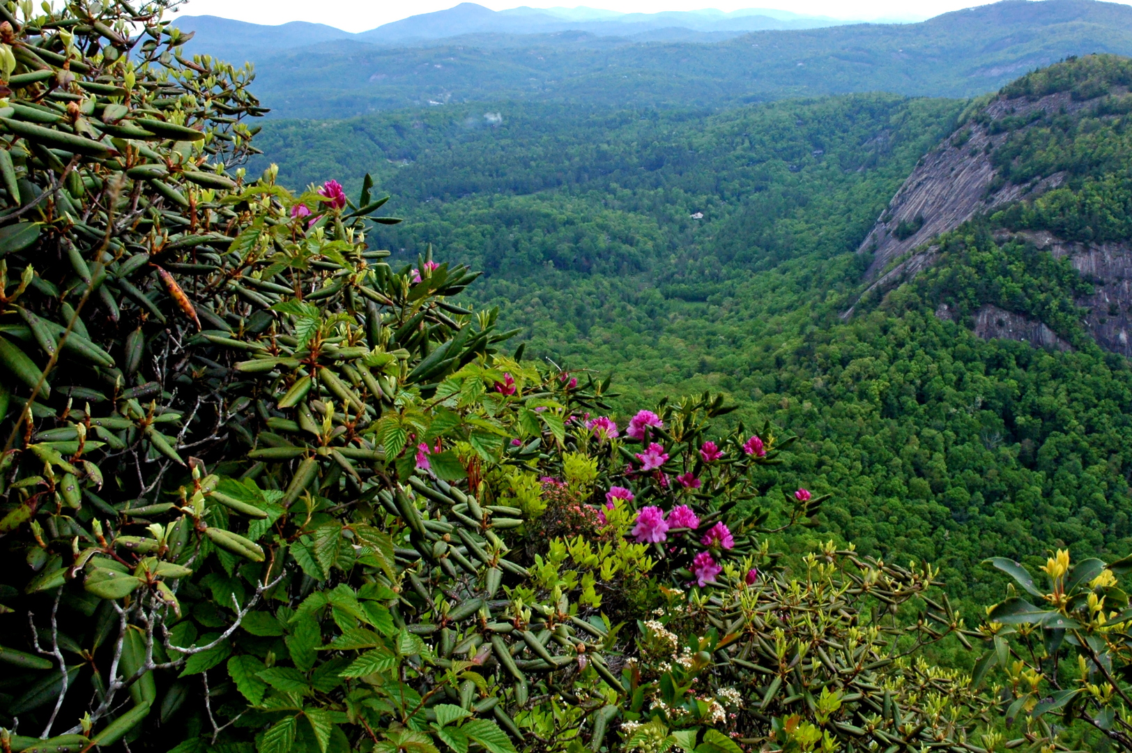 An image depicting the trail Wild Azalea Trail and its surrounding area.