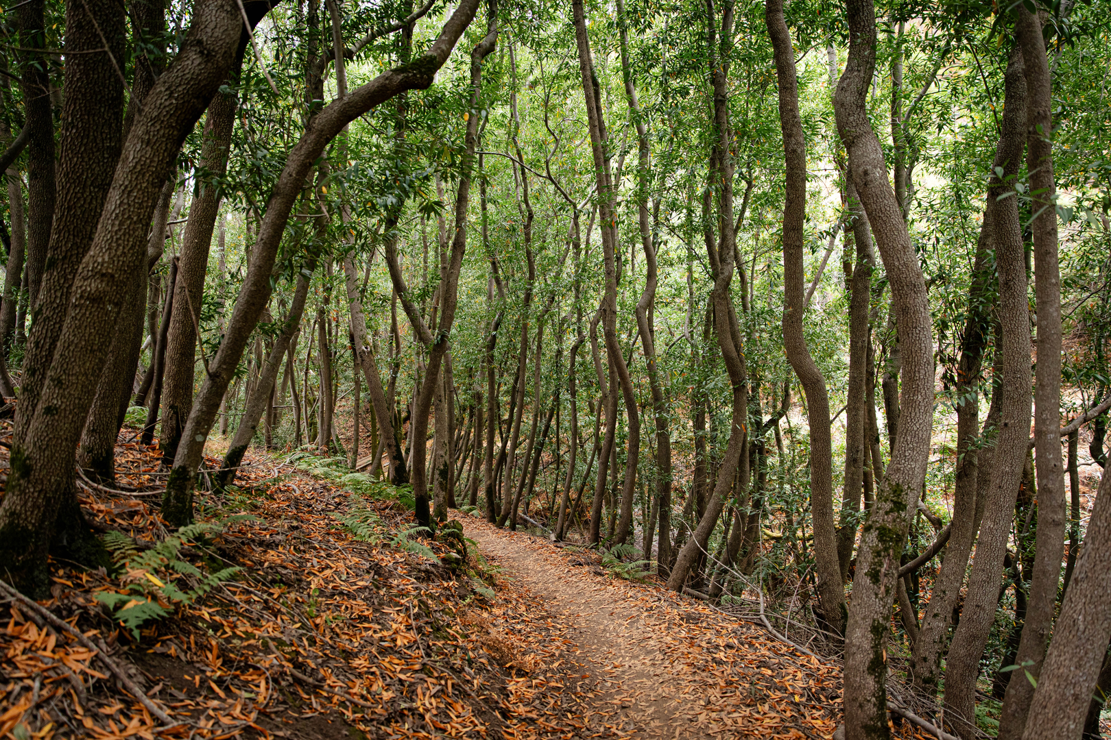 An image depicting the trail Steep Hollow - Los Trancos - Fern Loop Trail and its surrounding area.