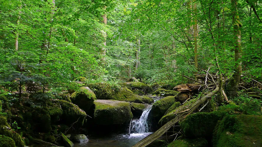 Jugenderholungsheim and Monbachtal Loop