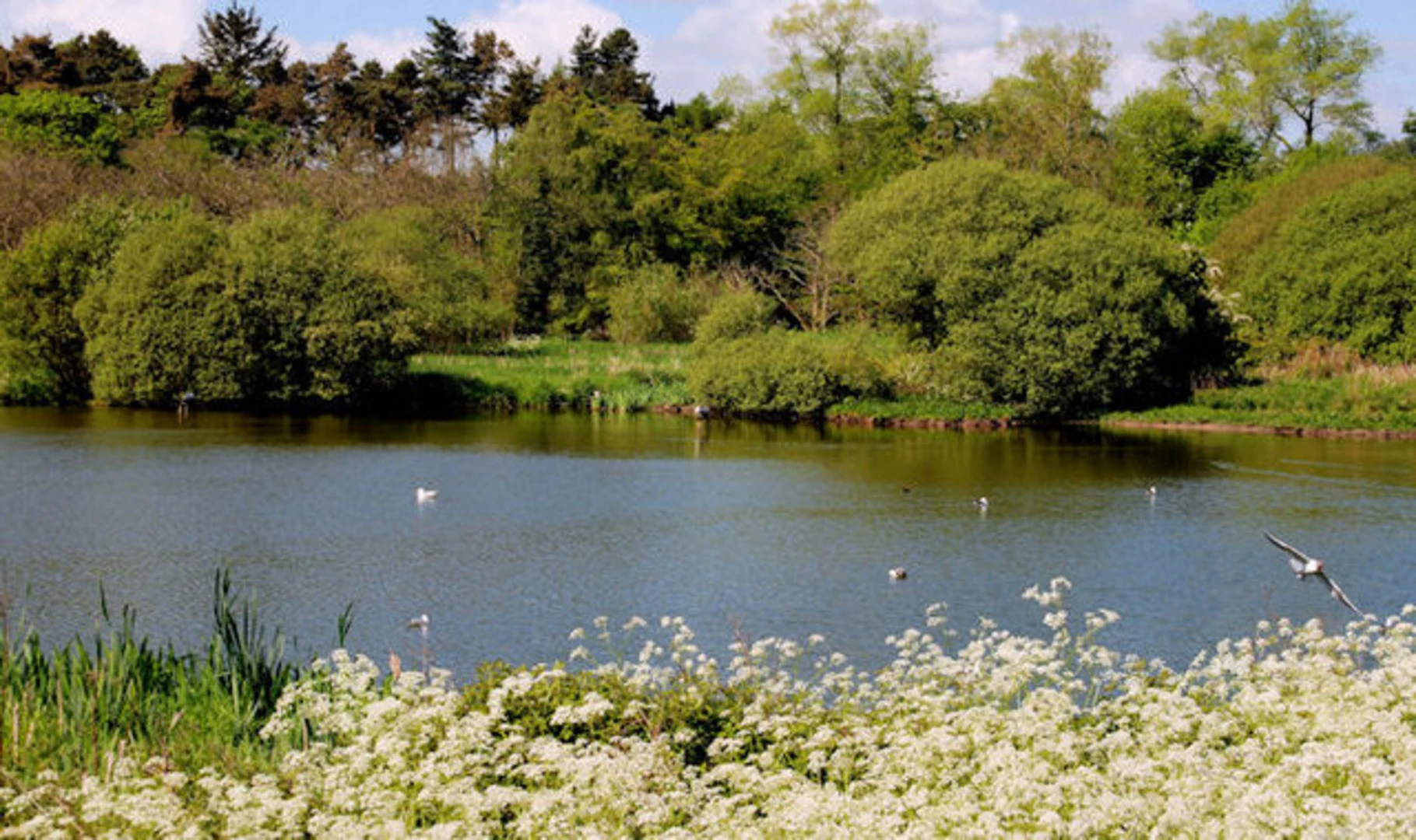 An image depicting the trail Kiltonga Nature Reserve and its surrounding area.