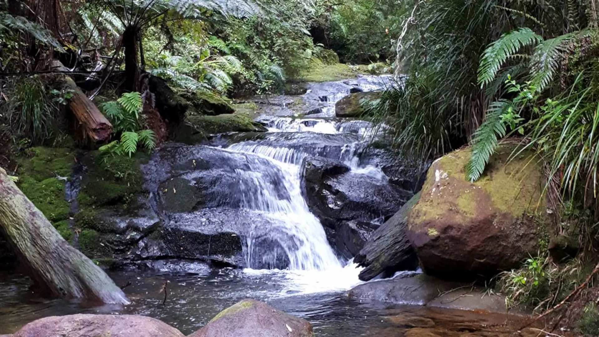 An image depicting the trail Aongatete Short Loop Walk and its surrounding area.