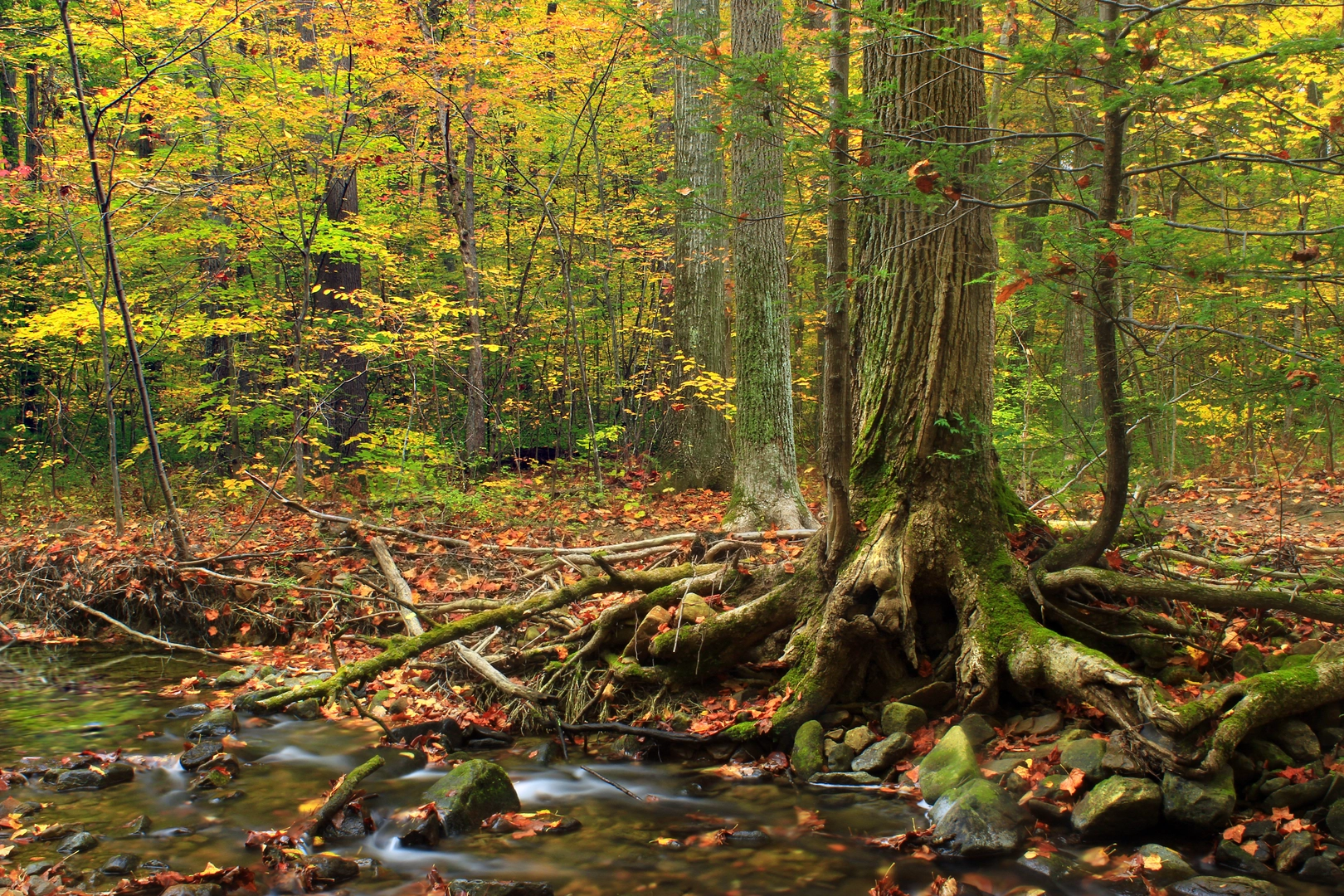 An image depicting the trail Jacobsburg State Park Loop Trail and its surrounding area.