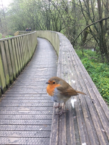 Lacken Walk