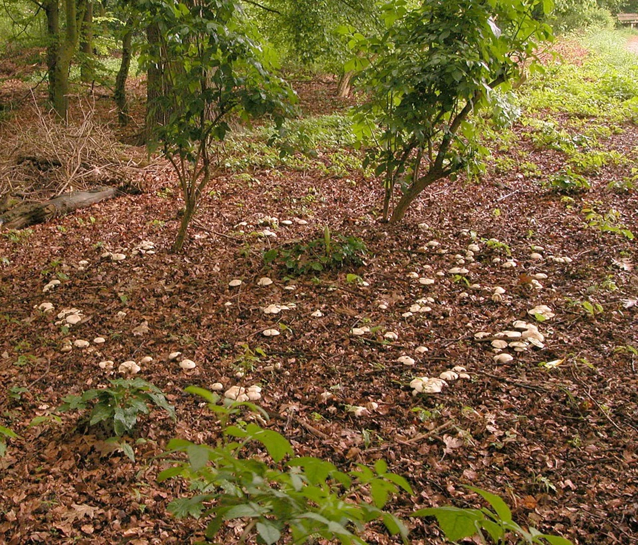 An image depicting the trail Witthausbusch Loop via Balken Rumbachtal and GeoRoute Ruhr and its surrounding area.