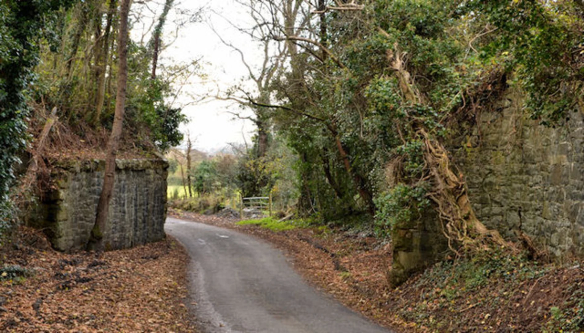 An image depicting the trail Garrettstown - Old Deerpark Loop and its surrounding area.