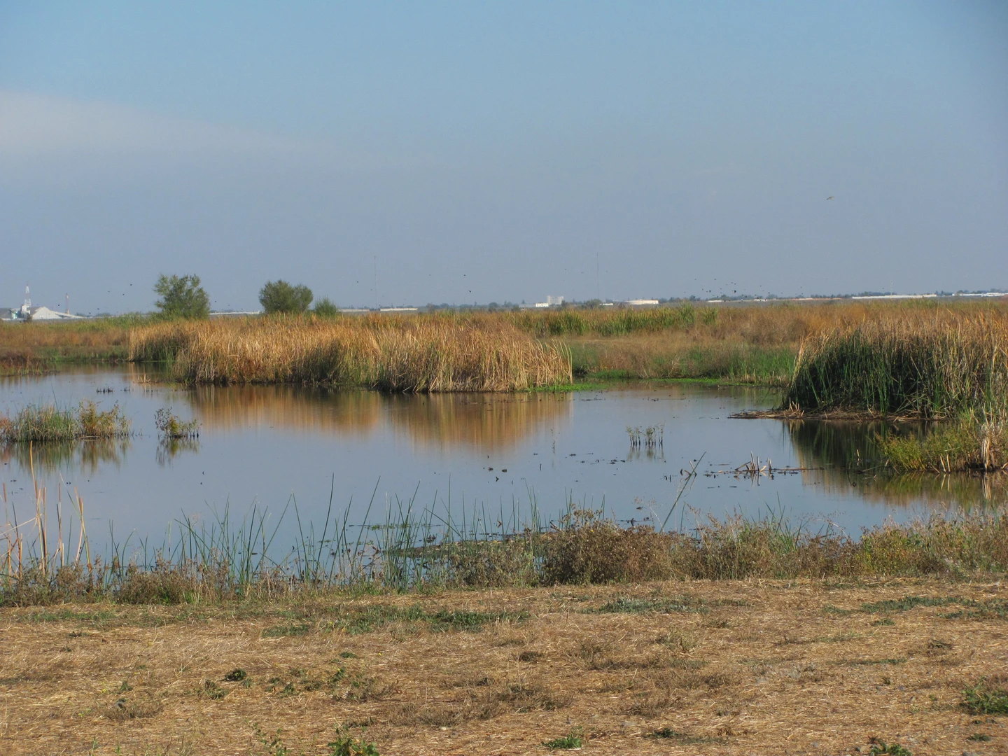 An image depicting the trail Tule Loop Trail and its surrounding area.