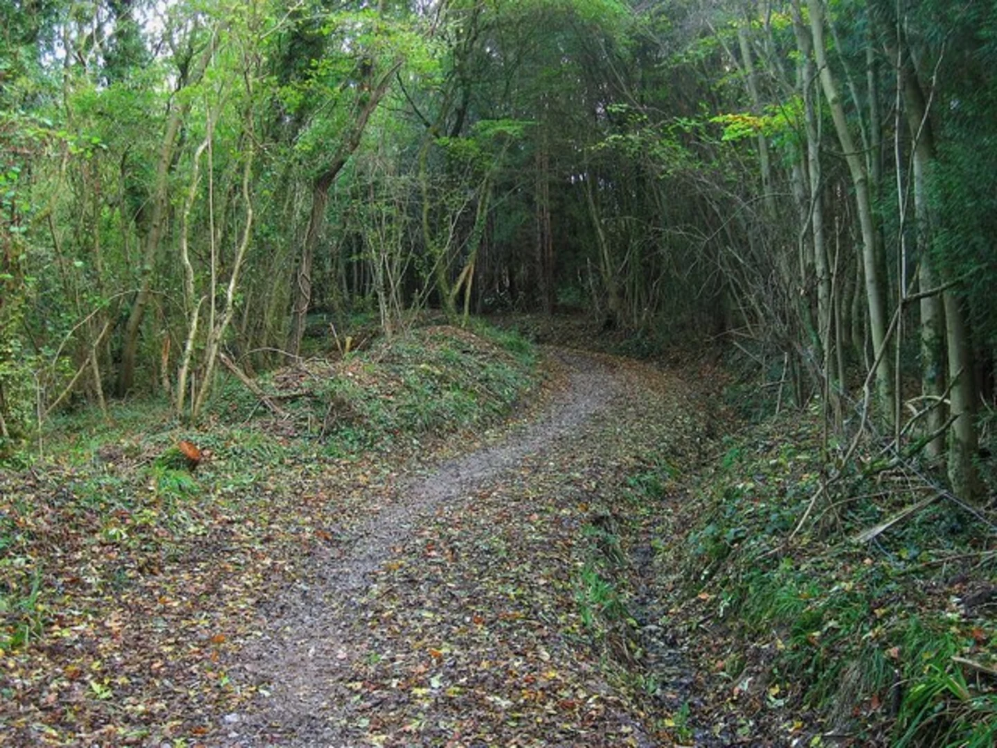 An image depicting the trail Ditchling Loop and its surrounding area.
