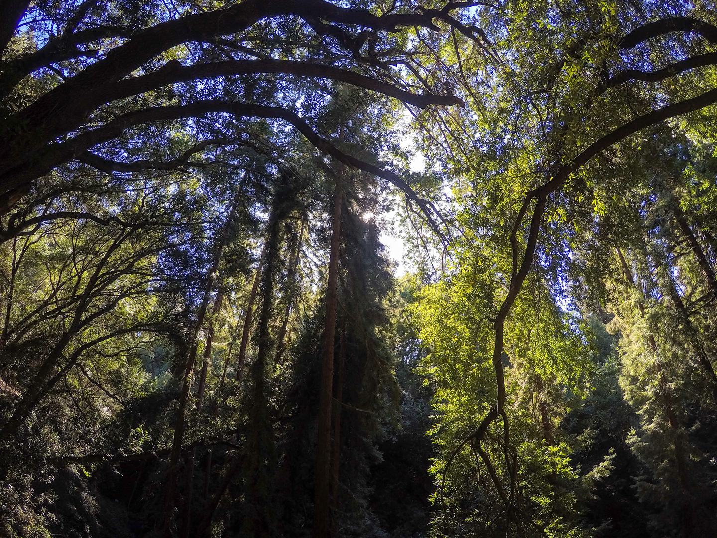 An image depicting the trail West Ridge, Canyon and East Ridge Loop Trail and its surrounding area.
