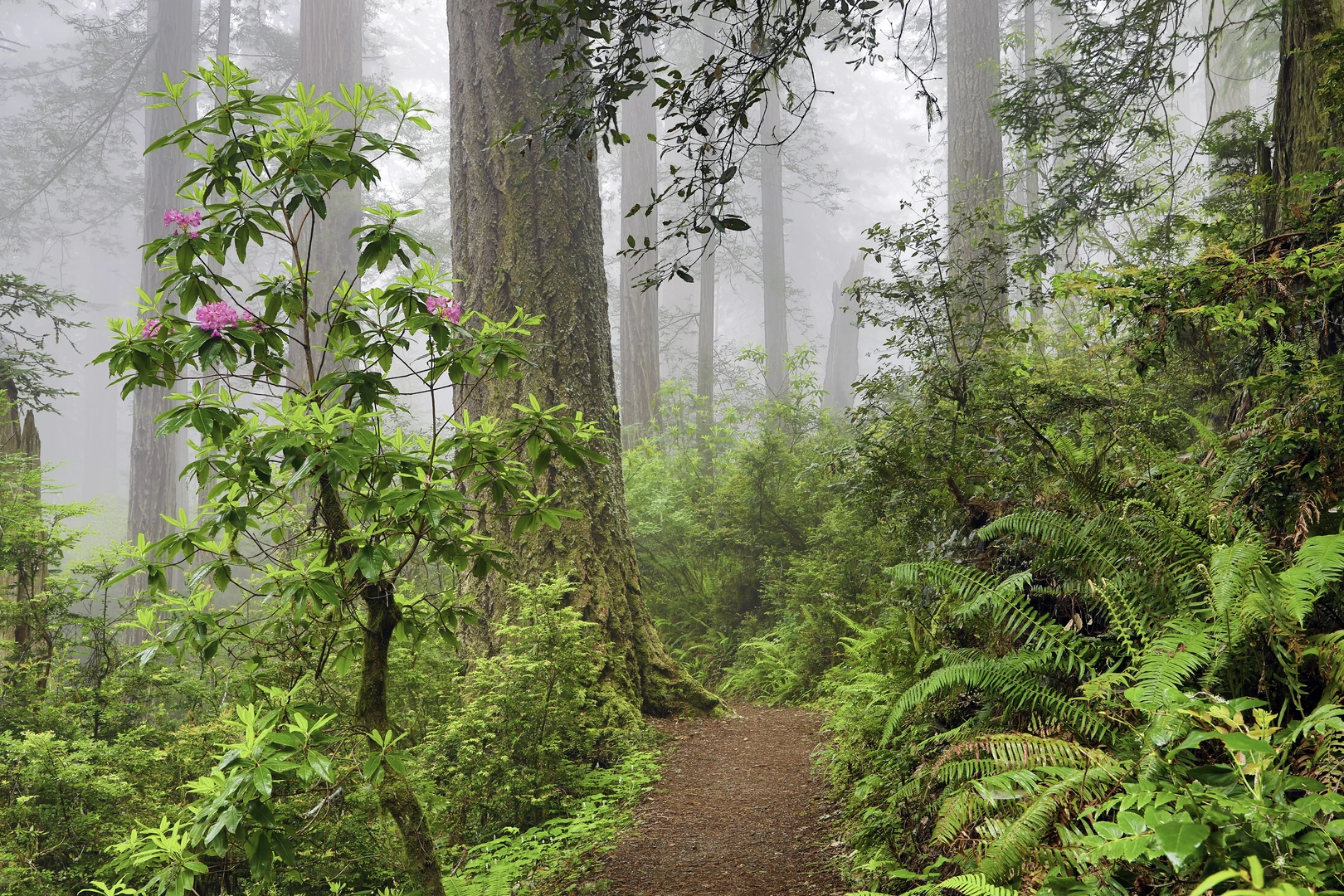 An image depicting the trail Saddler Skyline Trail and its surrounding area.