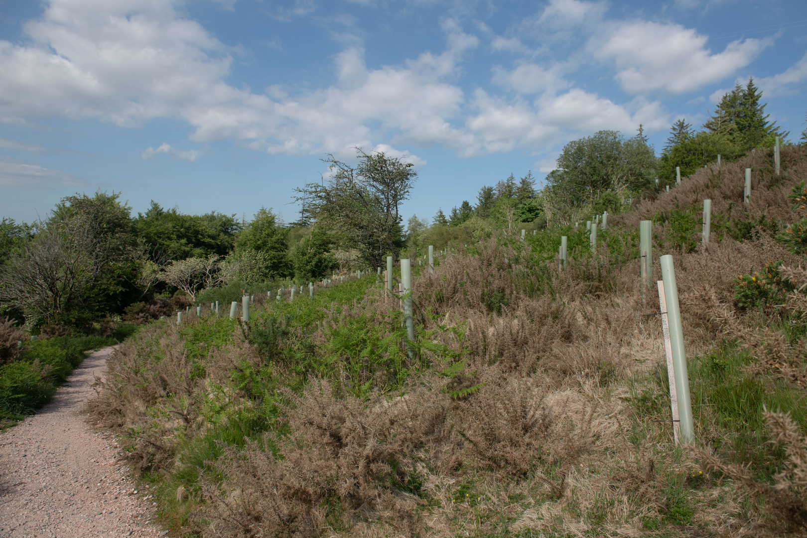 An image depicting the trail Circular Walk around Fernworthy Reservoir and its surrounding area.