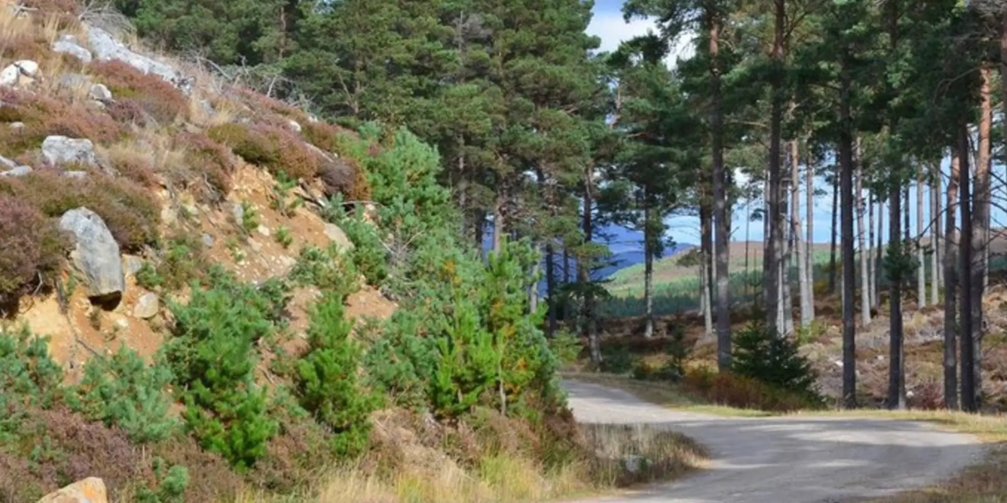 An image depicting the trail Laggan Path - Glentruim Forest Loop and its surrounding area.