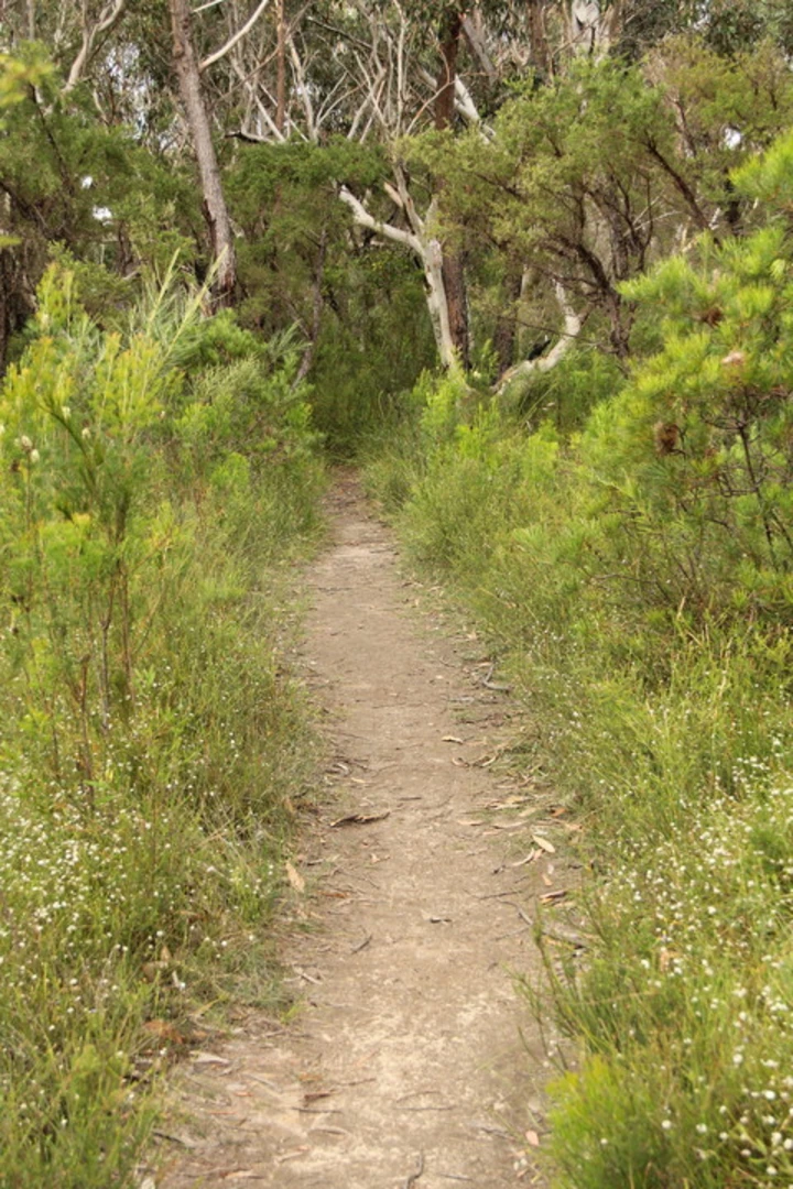 An image depicting the trail Lovers Track and its surrounding area.