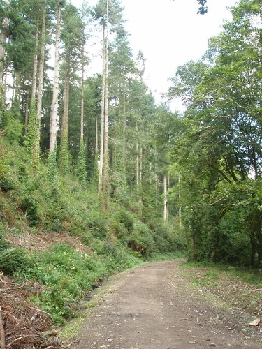 Idless Woods