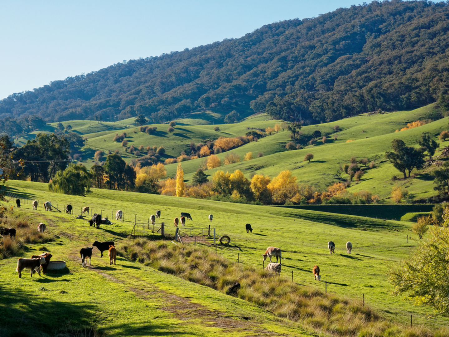 An image depicting the trail Yackandandah Gorge Scenic Walk and its surrounding area.