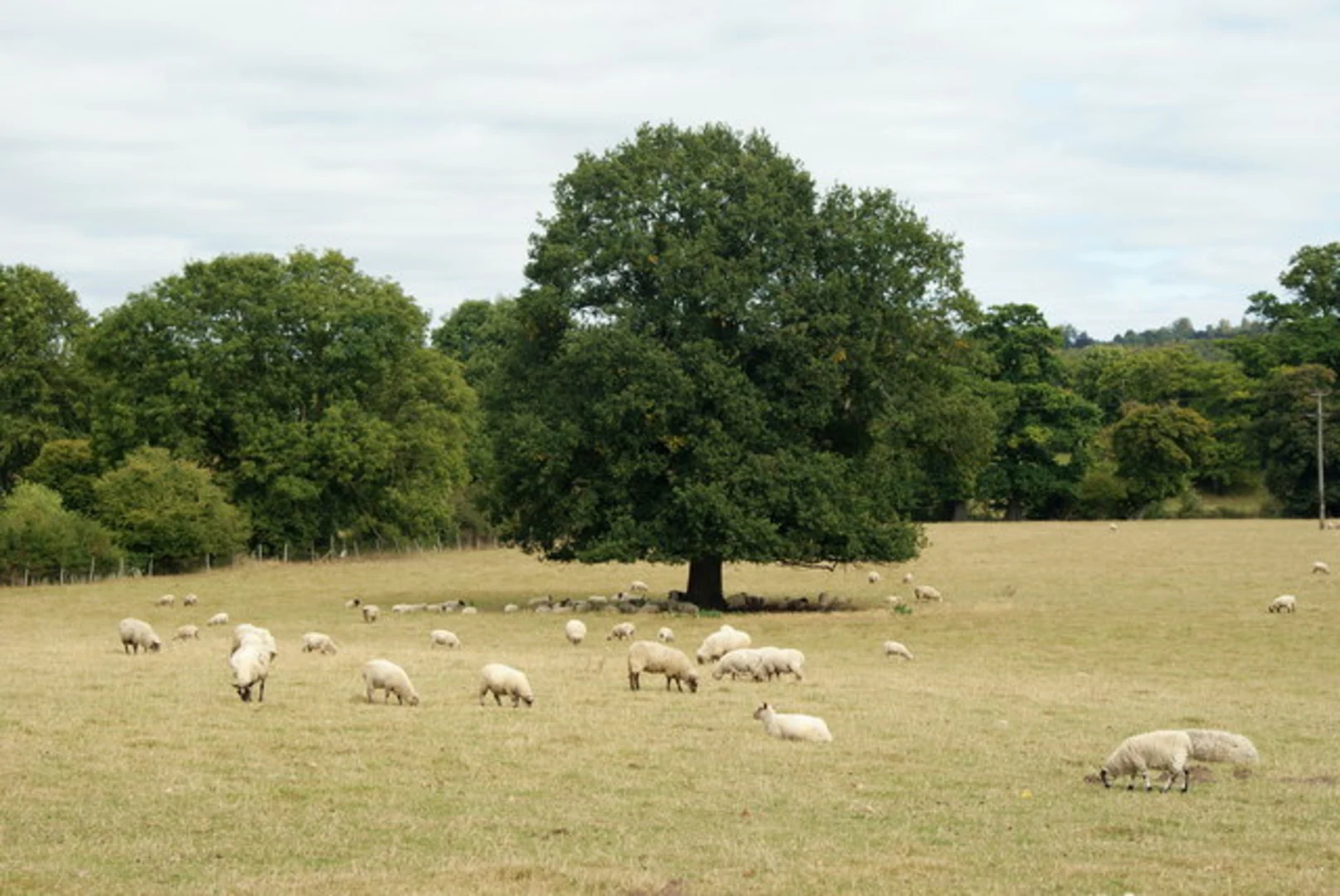 An image depicting the trail Norbury Park Short Loop and its surrounding area.