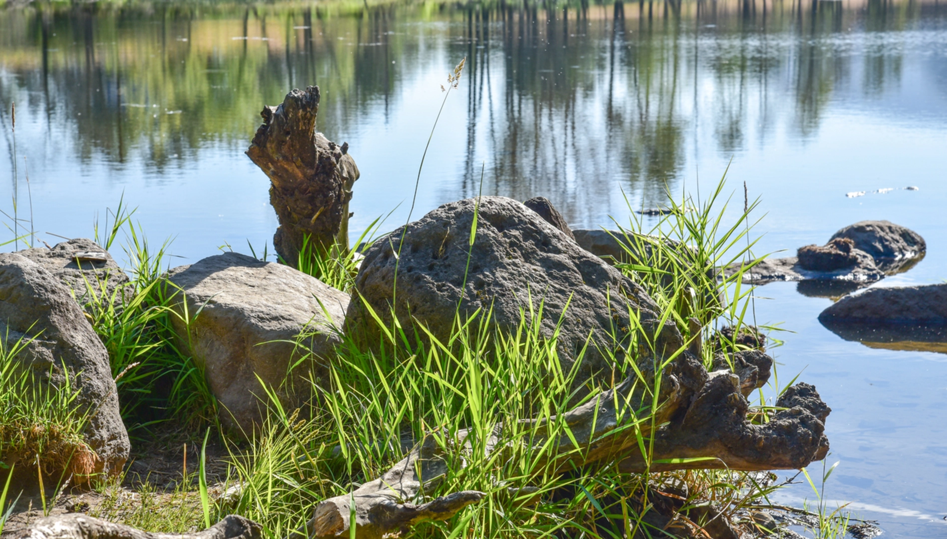 An image depicting the trail Scott Mountain via Benson Lake Trail and its surrounding area.