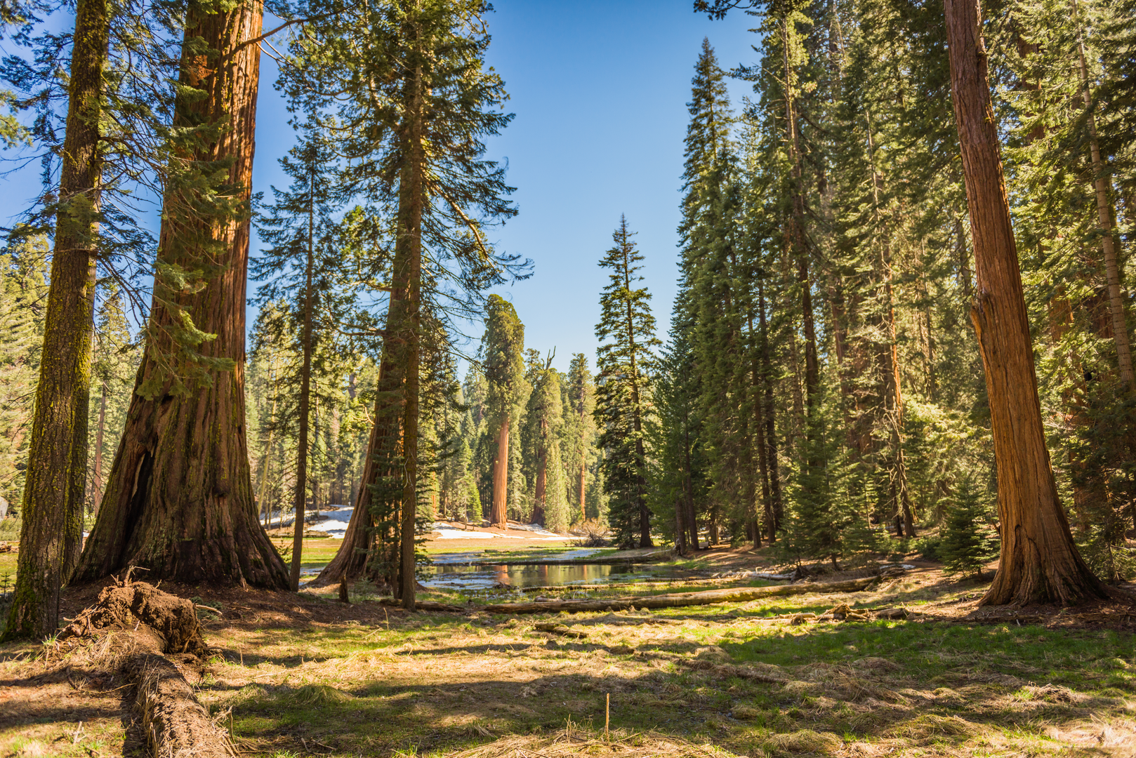 An image depicting the trail Congress and Circle Meadow Loop via Sherman Tree Trail and its surrounding area.
