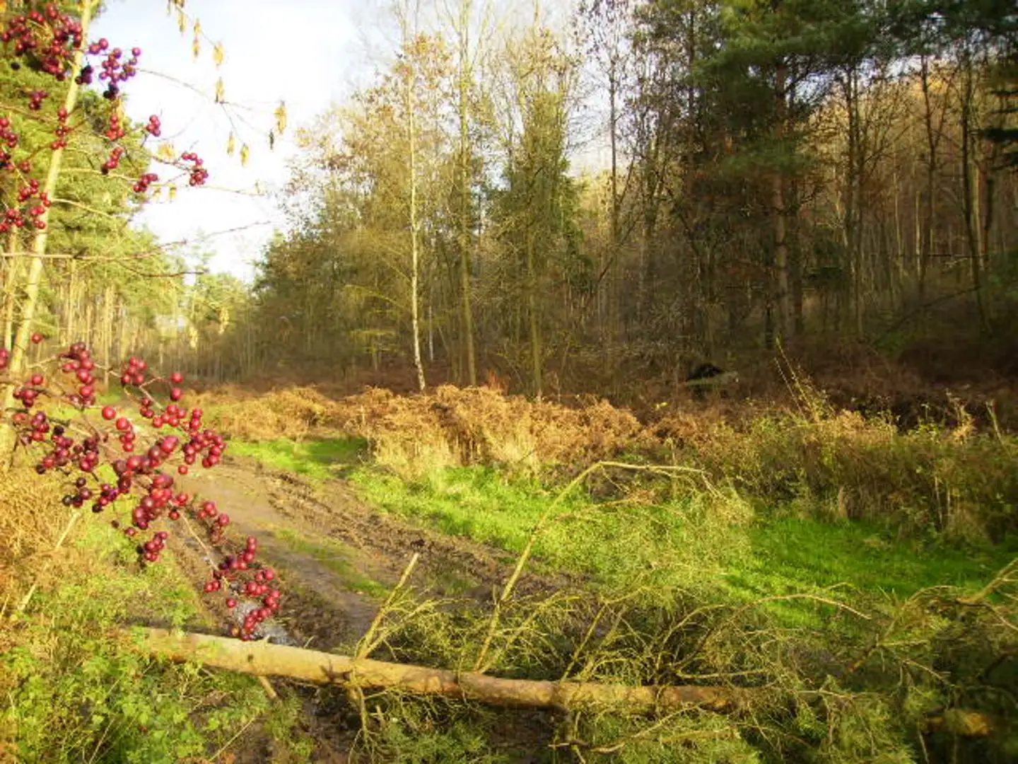 An image depicting the trail Howl Dale Lane in Pockley Loop and its surrounding area.