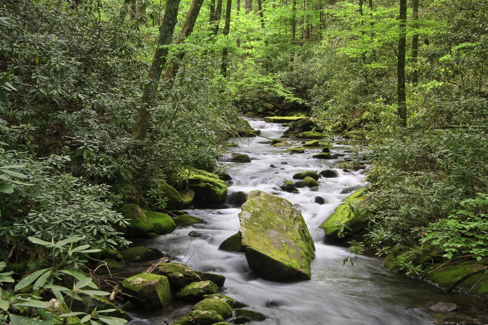 An image depicting the trail Joyce Kilmer Memorial Loop National Recreation Trail and its surrounding area.