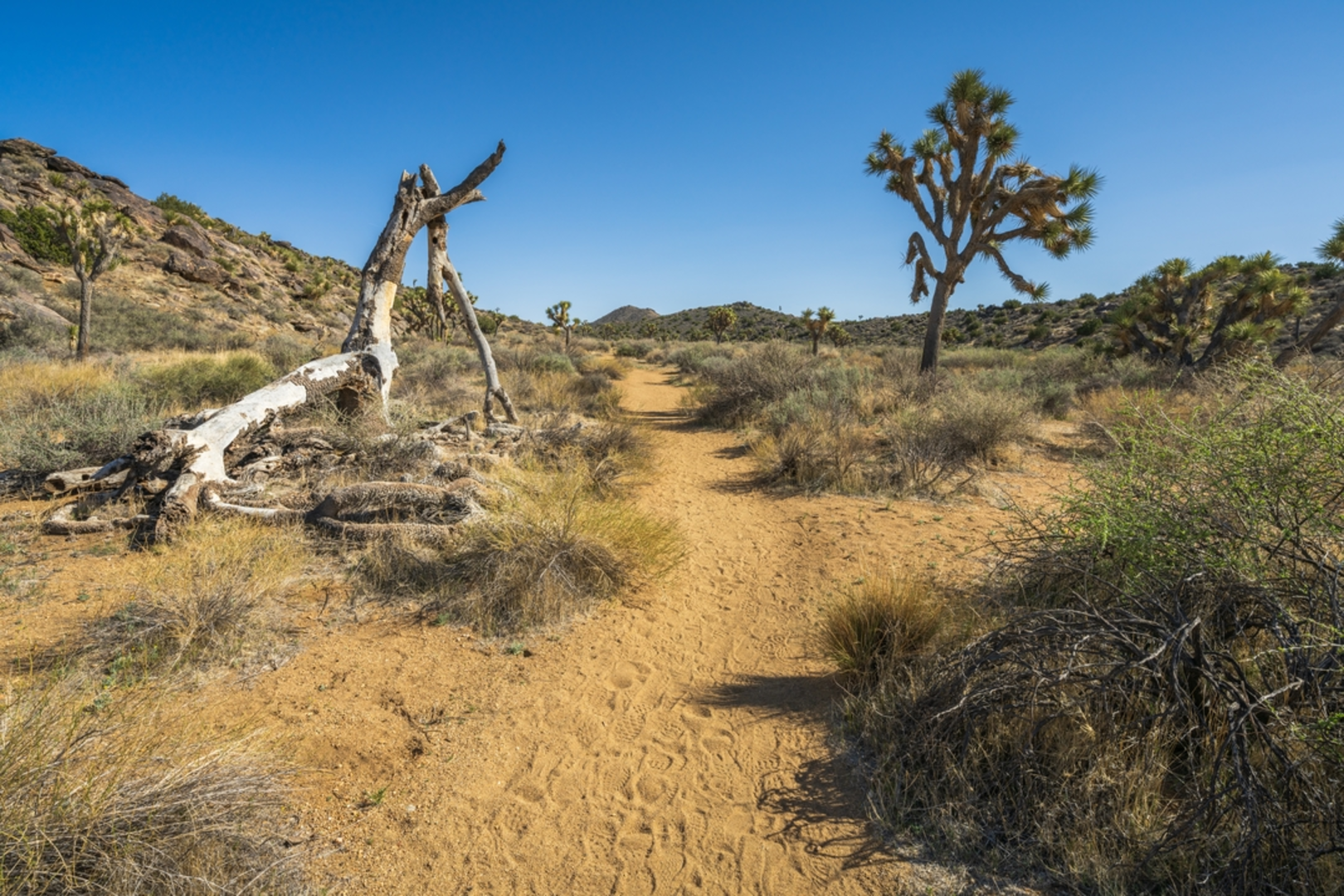 An image depicting the trail Squaw Tank Trail and its surrounding area.