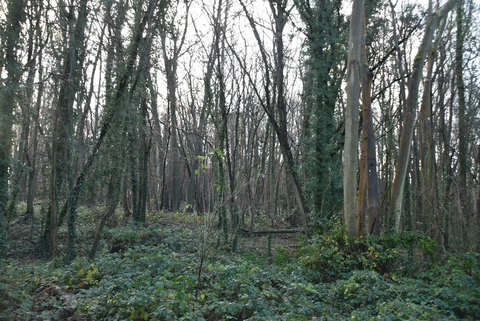 Henley Wood and Foxendown