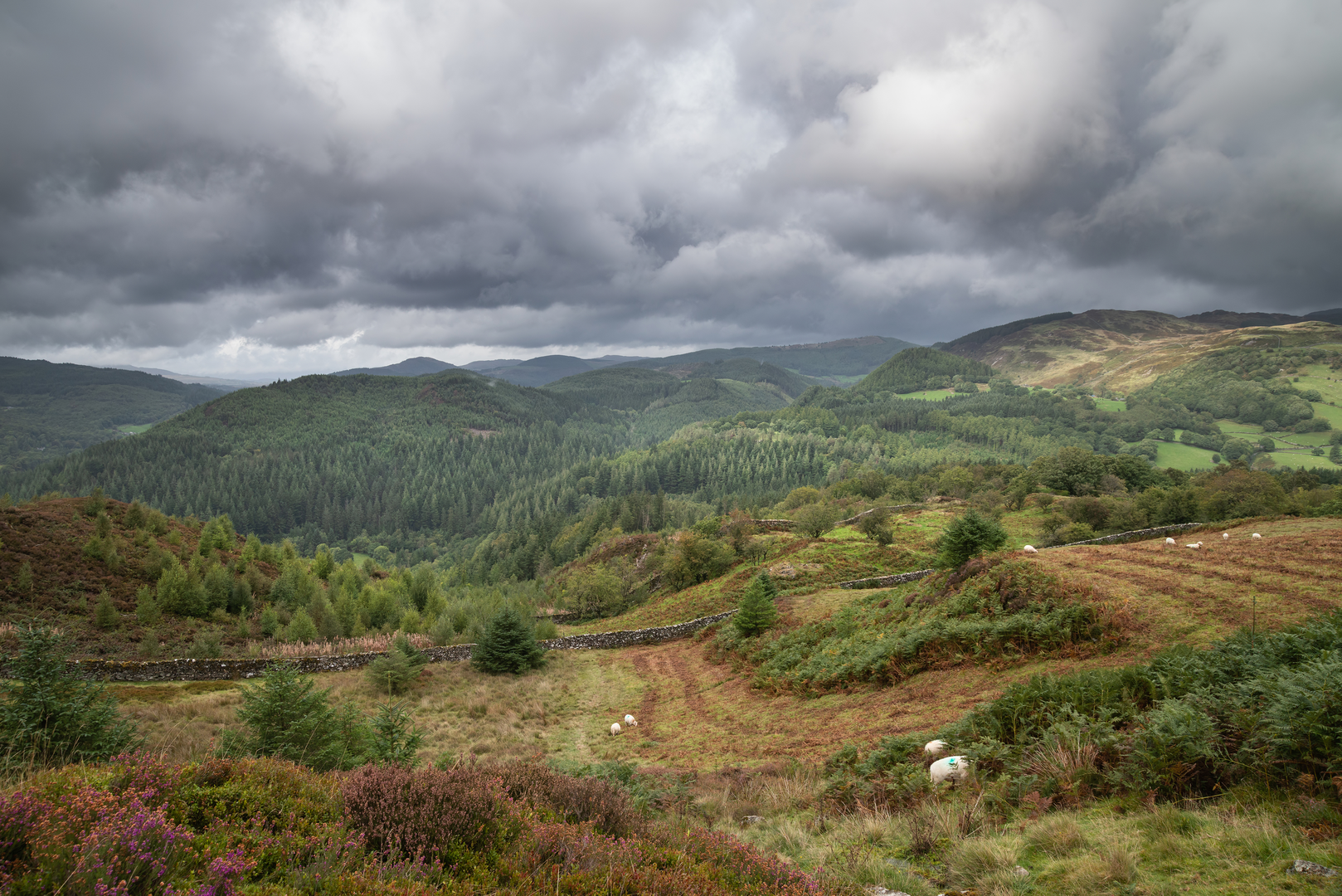An image depicting the trail The Cefndeuddwr Trail at Coed-y-Brenin and its surrounding area.