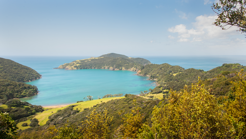 Whangamumu Track