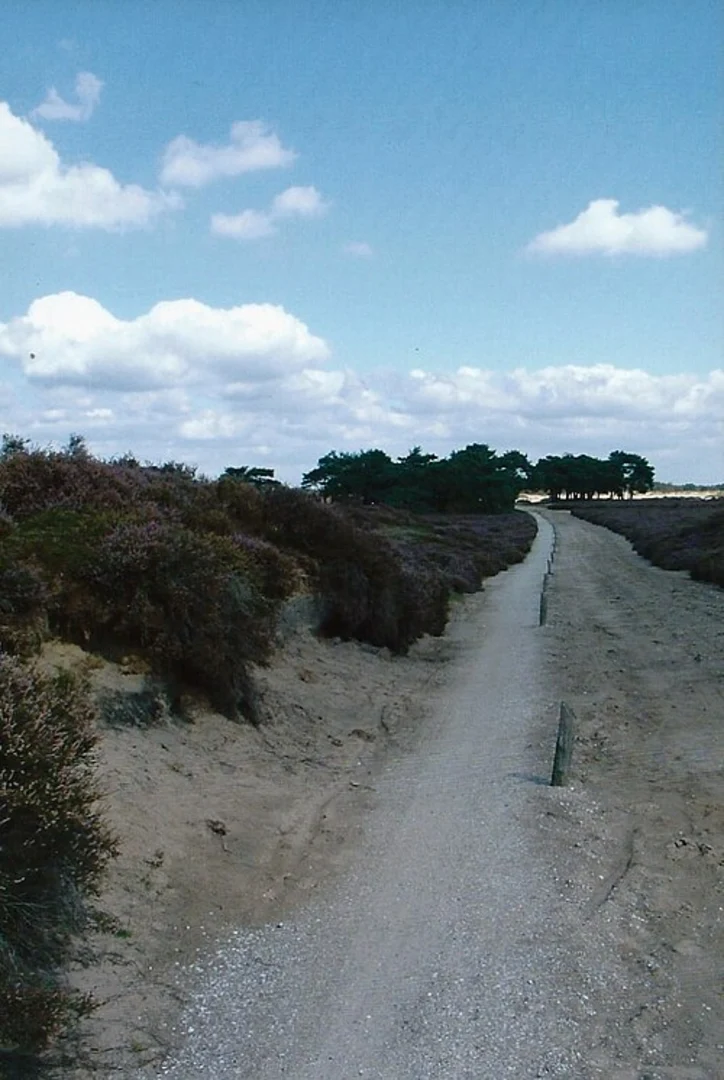 An image depicting the trail Balloerveld Loop via Stroet Weg and its surrounding area.