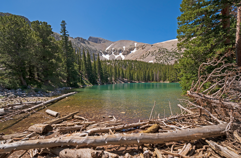 Bristlecone Pine Glacier Trail