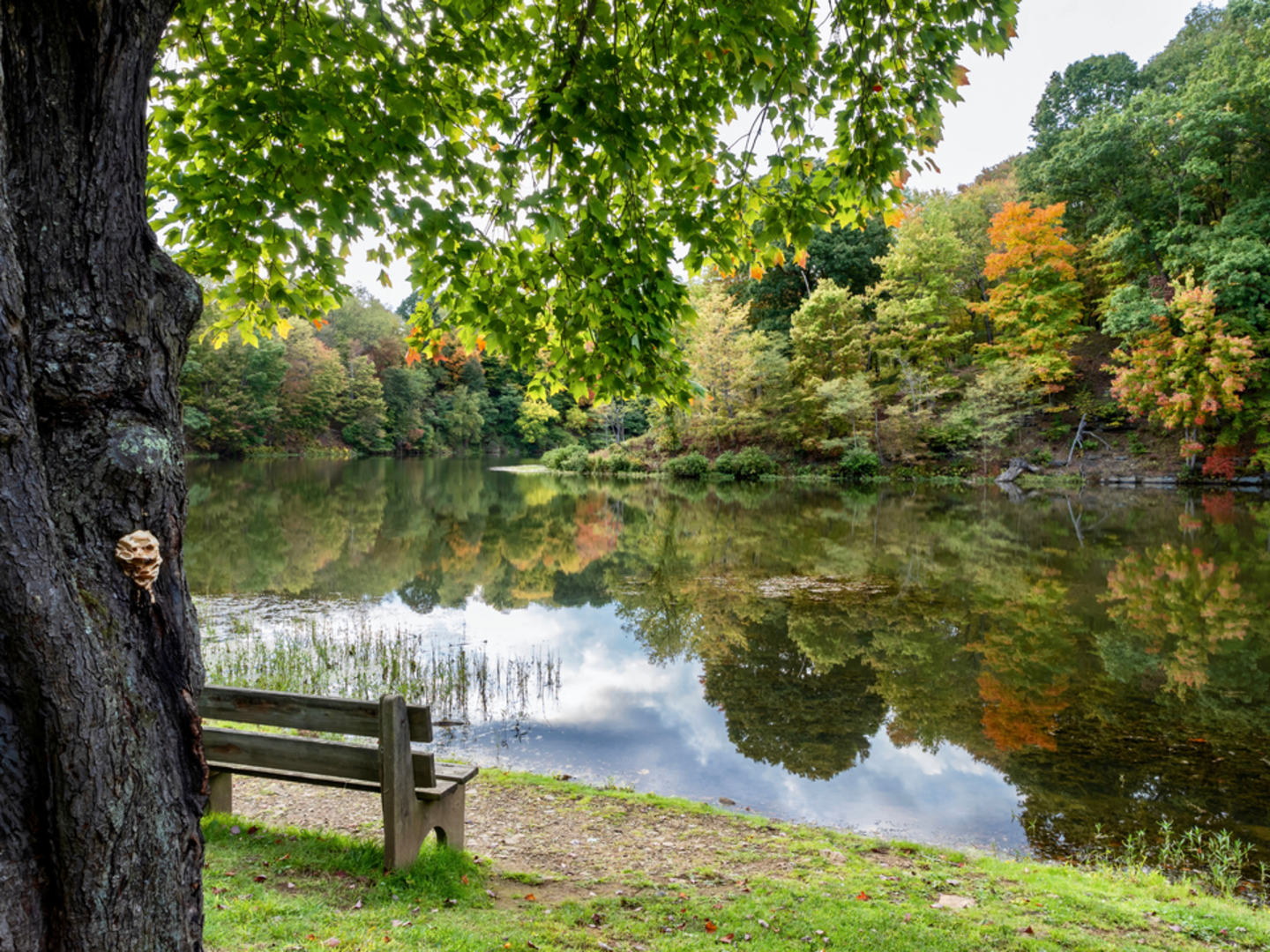 An image depicting the trail Tomlinson Run Lake via Maple Trail and Beech Trail and its surrounding area.