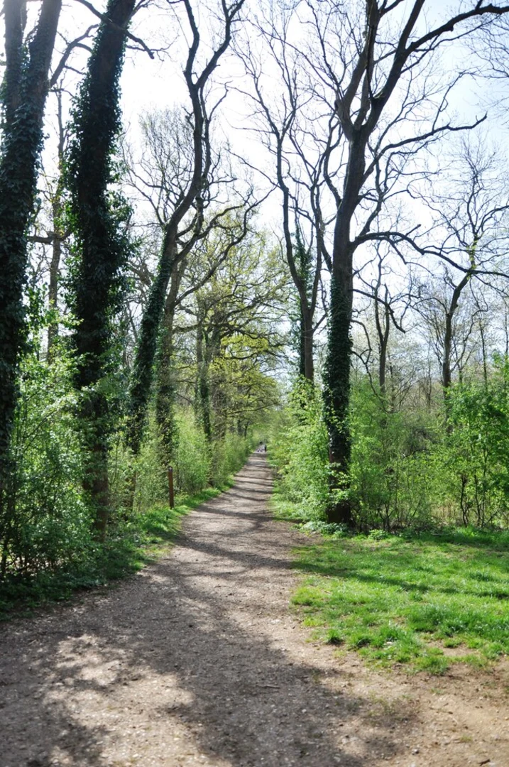 An image depicting the trail Maulden Wood Loop and its surrounding area.