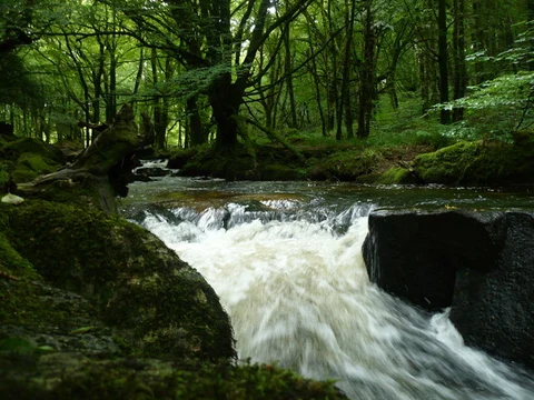 Golitha Falls Walk