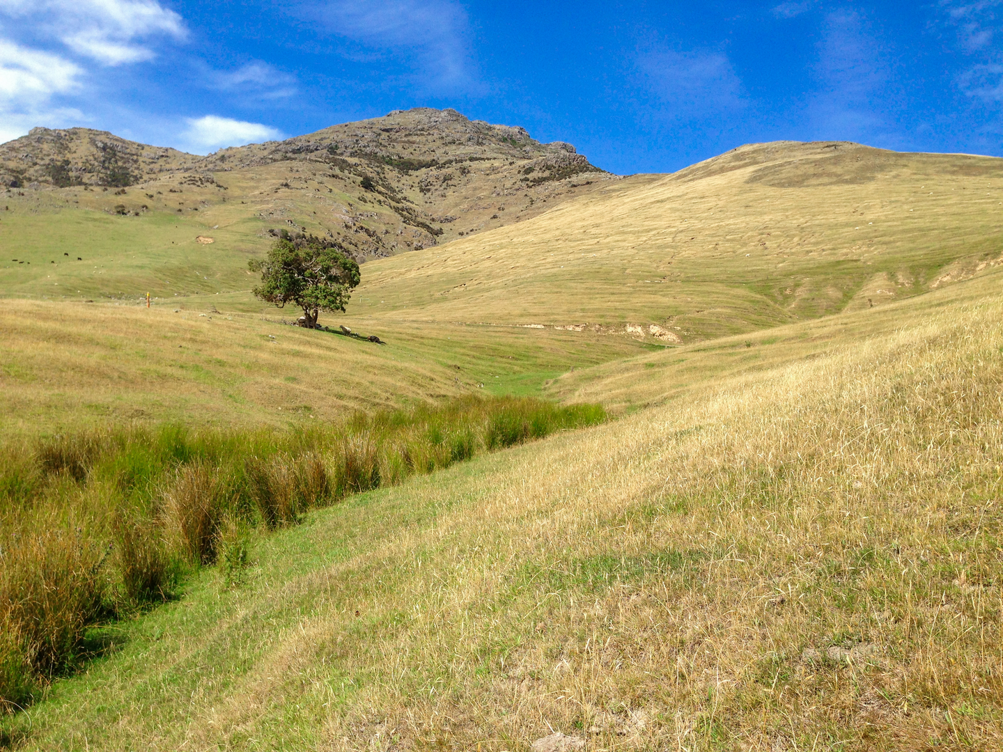 An image depicting the trail Pigeon Bay Walkway and its surrounding area.