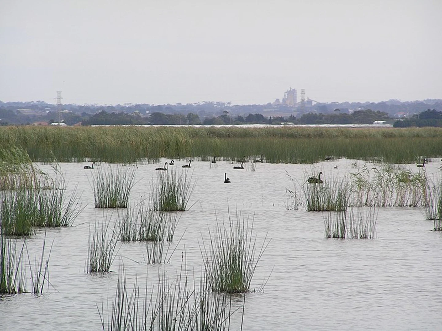 An image depicting the trail Reedy Lake Walk and its surrounding area.